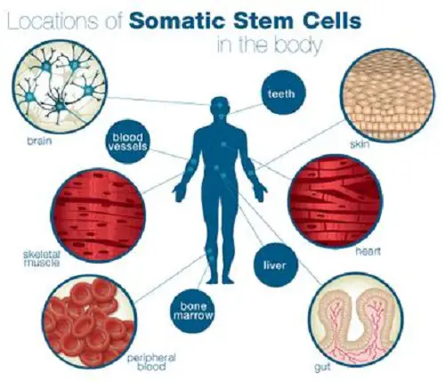 Difference between Somatic Cells and Gametes