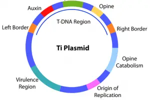 Differences Between Cosmid and Plasmid