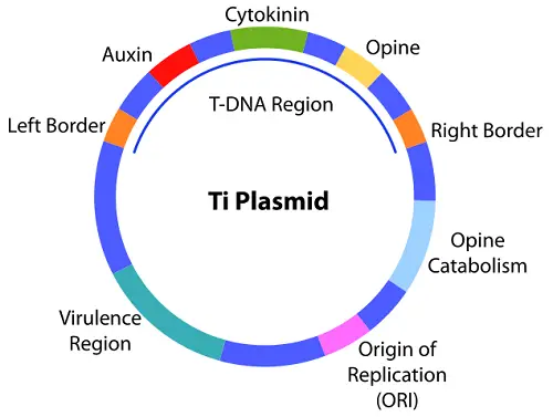 Differences Between Cosmid and Plasmid