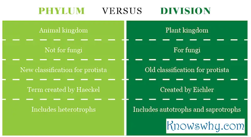 Difference between Phylum and Division – 