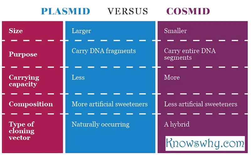 Plasmid VERSUS Cosmid