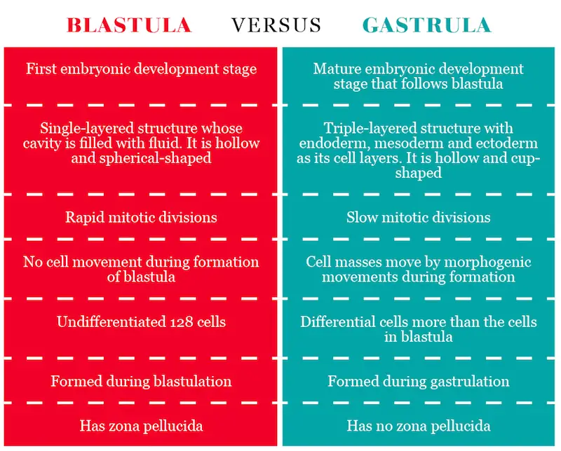 Blastula VERSUS Gastrula