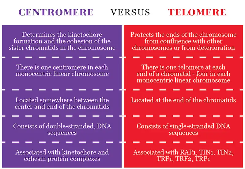 Centromere VERSUS Telomere