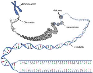 Difference Between Chromatin and Nucleosome