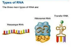 Difference Between mRNA, tRNA and rRNA