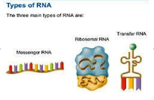 Difference Between mRNA, tRNA and rRNA