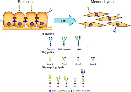 Difference between Epithelial and Mesenchymal cells