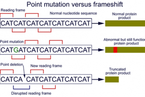 Difference between Point Mutation and Frameshift Mutation