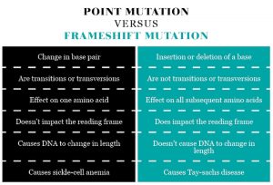 POINT MUTATION VERSUS FRAMESHIFT MUTATION