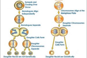 Similarities Between Binary Fission and Cell Division-1