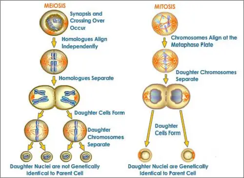 Similarities Between Binary Fission and Cell Division