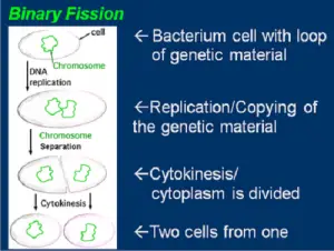 Similarities Between Binary Fission and Cell Division
