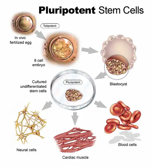 Similarities between adult and embryonic stem cells-1