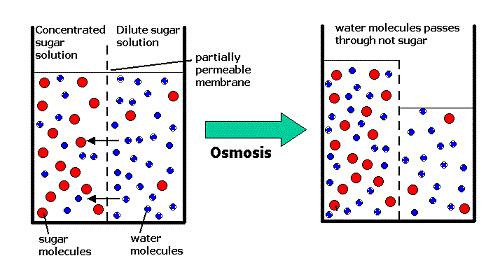 Similarities between diffusion and osmosis-1
