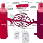 Similarities Between Arteries and Veins