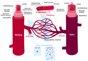 Similarities Between Arteries and Veins