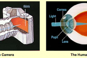 Similarities Between Camera and Human Eye