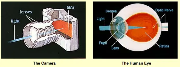 Similarities Between Camera and Human Eye