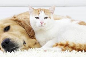 Similarities Between Cats and Dogs