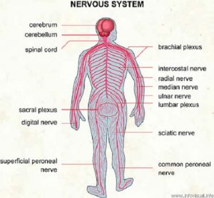 Similarities Between Endocrine and Nervous System-1