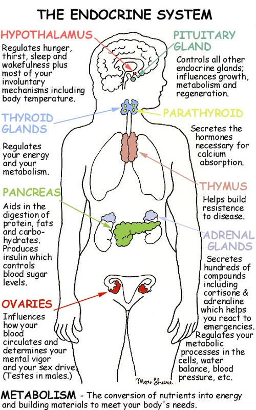 Similarities Between Endocrine and Nervous System