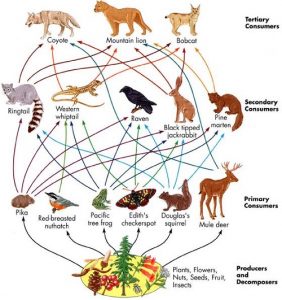 Similarities Between Food Chain and Food Web-1