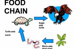 Similarities Between Food Chain and Food Web