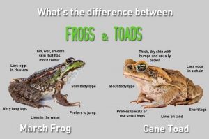 Similarities Between Frogs and Toads