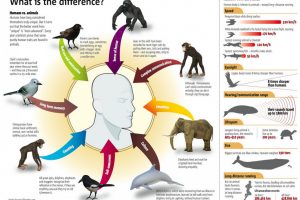 Similarities Between Humans and Animals