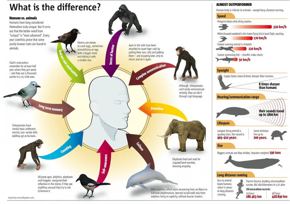 Similarities Between Humans and Animals