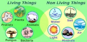 Similarities Between Living and Nonliving Things
