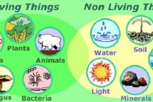 Similarities Between Living and Nonliving Things