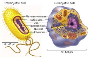 Similarities Between Prokaryotic and Eukaryotic Cells