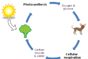 Similarities between photosynthesis and cellular respiration