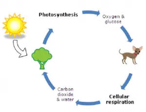 Similarities between photosynthesis and cellular respiration