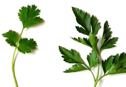 Difference between Parsley and Coriander