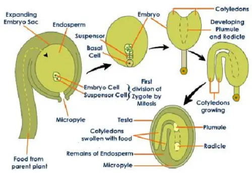 Functions of Endosperm