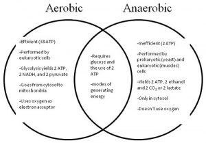 Similarities Between Aerobic and Anaerobic Respiration