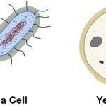 Similarities Between Bacteria and Fungi