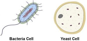Similarities Between Bacteria and Fungi