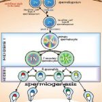 Similarities Between Oogenesis and Spermatogenesis-1