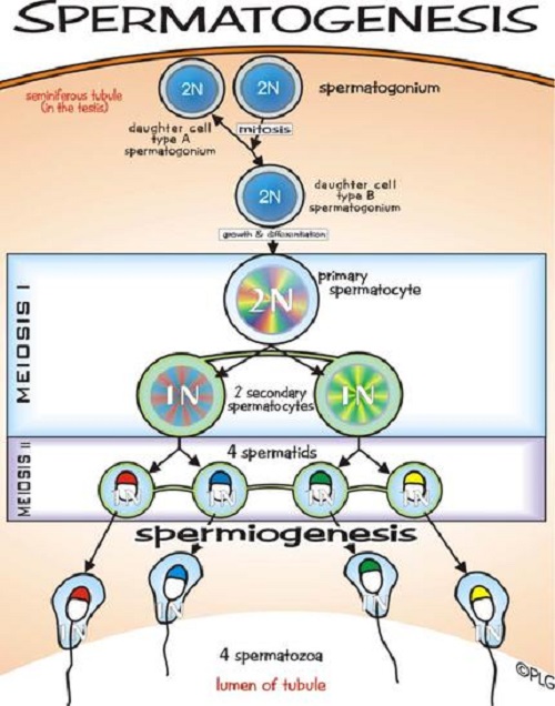 Similarities Between Oogenesis and Spermatogenesis – 