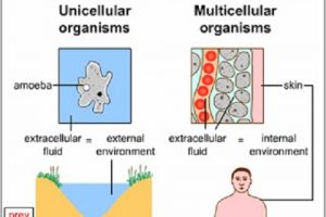Similarities Between Unicellular and Multicellular Organisms