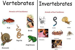 Similarities Between Vertebrates and Invertebrates