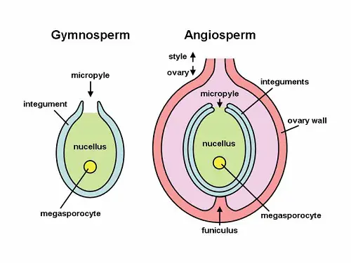 Similarities between Gymnosperms and Angiosperms