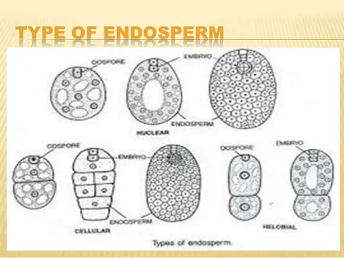 What is the definition of endosperm?