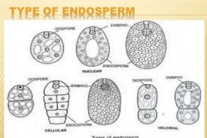 Where does the endosperm come from