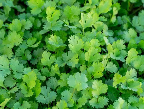 Difference Between Parsley and Coriander