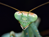 Are praying mantis dangerous?