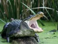 Similarities Between a Crocodile and an Alligator